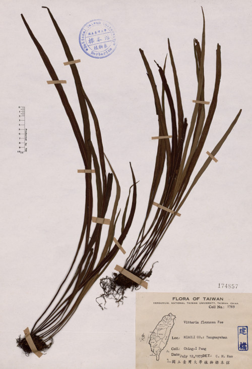 Vittaria flexuosa Fée_標本_BRCM 4459