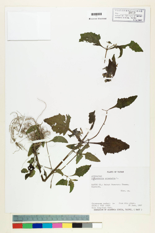 Sigesbeckia orientalis L._標本_BRCM 6989