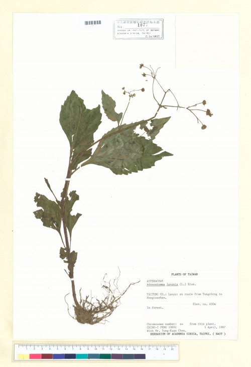 Adenostemma lavenia (L.) Kuntze_標本_BRCM 6978