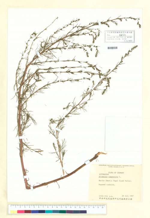 Artemisia campestris L._標本_BRCM 6335