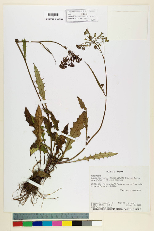 Ixeris laevigata (Blume) Schultz-Bip. ex Maxim var. oldhami (Maxim.) Kitam._標本_BRCM 7080