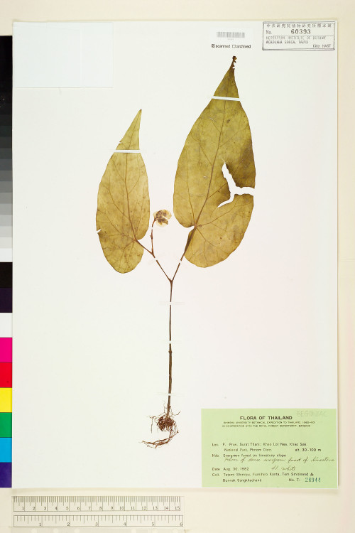 Begonia elisabethae標本_BRCM 1328