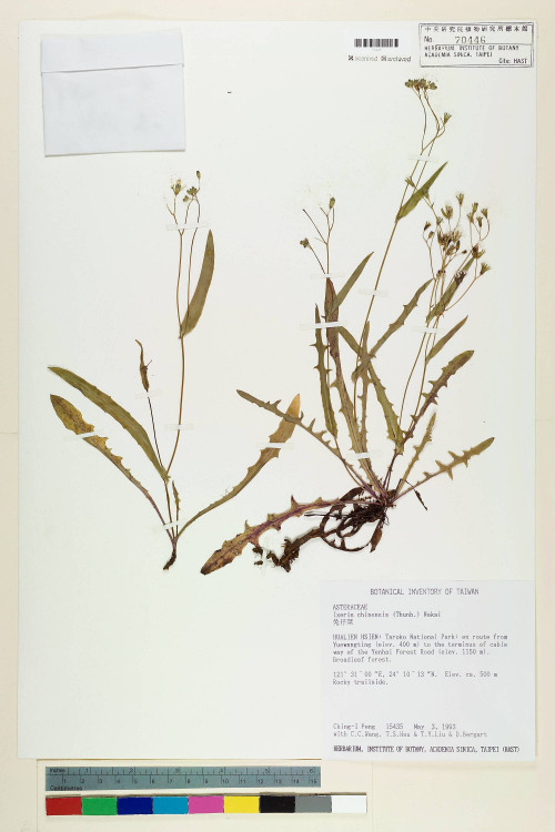 Ixeris chinensis (Thunb.) Nakai_標本_BRCM 7429