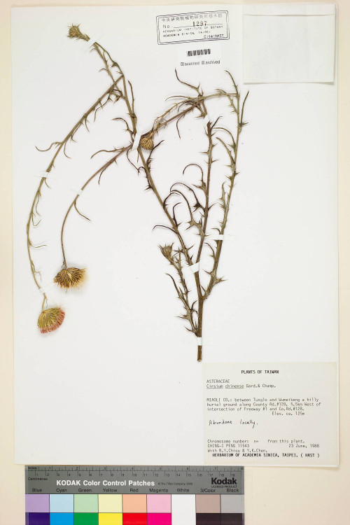 Cirsium chinense Gard. & Champ._標本_BRCM 5883