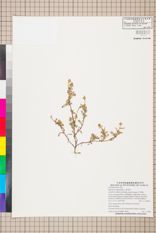 Matricaria chamomilla L._標本_BRCM 7559