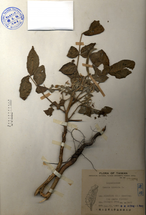 Cassia hirsuta L._標本_BRCM 4217