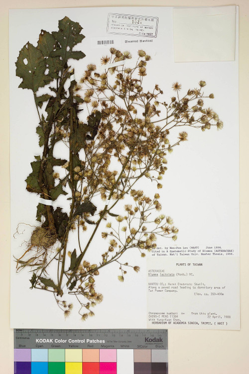 Blumea laciniata (Roxb.) DC._標本_BRCM 4884
