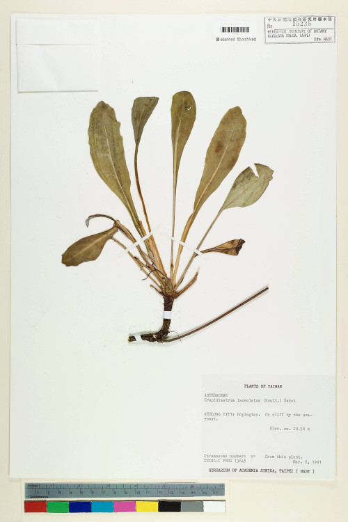 Crepidiastrum lanceolatum (Houtt.) Nakai_標本_BRCM 7332