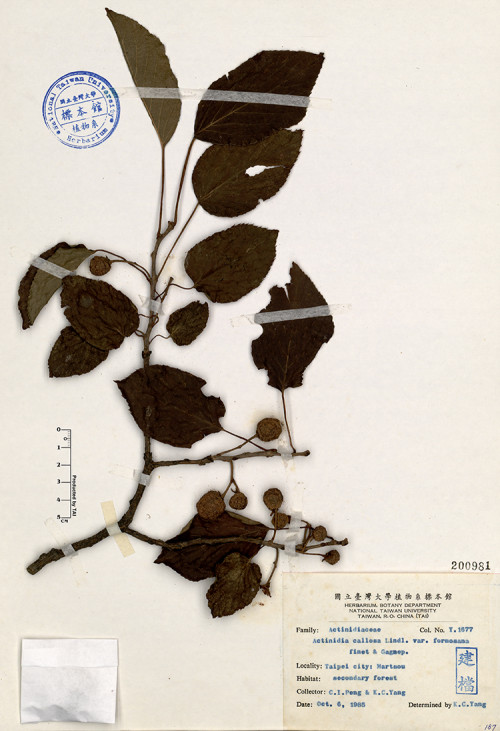 Actinidia callosa Lindl. var. formosana Finet & Gagnep._標本_BRCM 4650