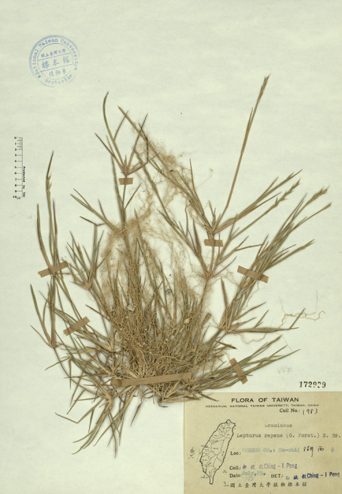 Lepturus repens (G.Forst.) R. Br._標本_BRCM 4422