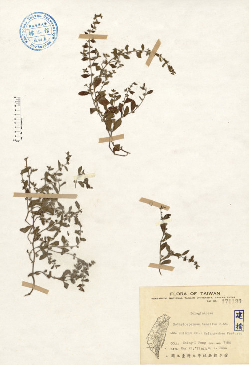 Bothriospermum tenellum (Hornemann) Fischer & Meyer_標本_BRCM 4139