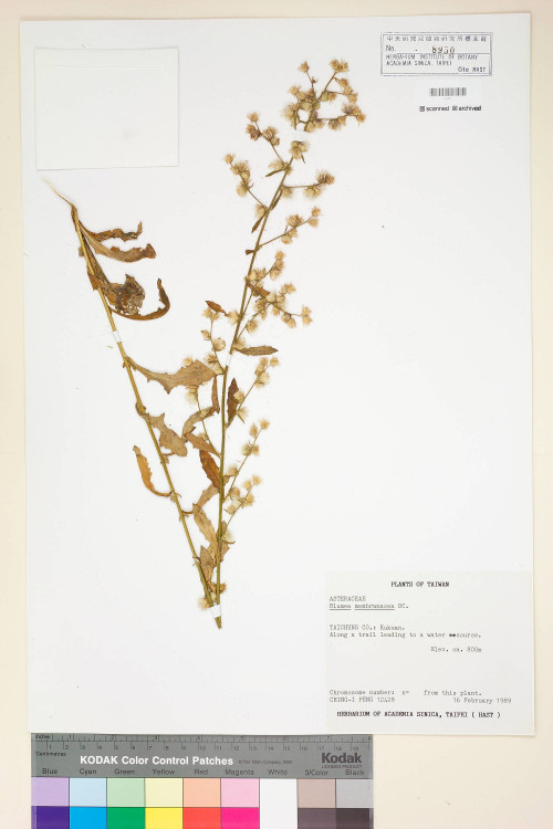 Blumea membranacea DC._標本_BRCM 4907