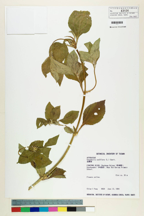 Synedrella nodiflora (L.) Gaertn._標本_BRCM 6546
