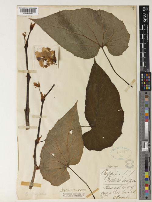 Begonia dux標本_BRCM 8758