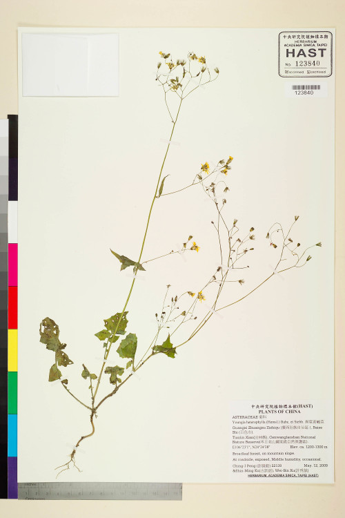 Youngia heterophylla (Hemsl.) Babc. et Stebb._標本_BRCM 5529