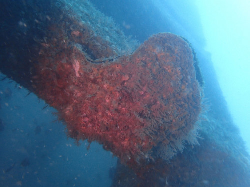 人工魚礁—茄萣鋼鐵礁
