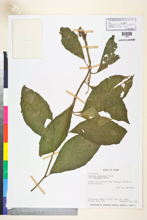 Vernonia andersoni Clarke var. albipappa Hayata_標本_BRCM 5108