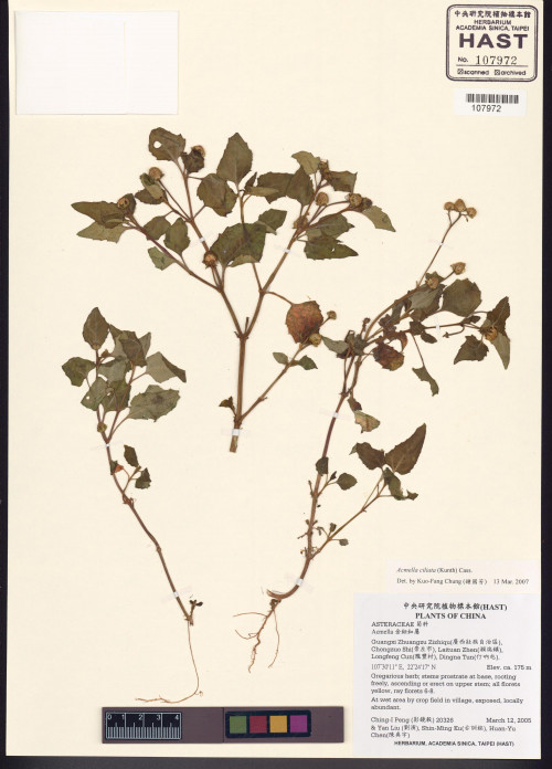 Acmella ciliata (Kunth) Cass._標本_BRCM 5003