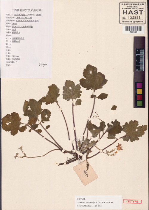 碎米薺葉報春苣苔標本_BRCM 109