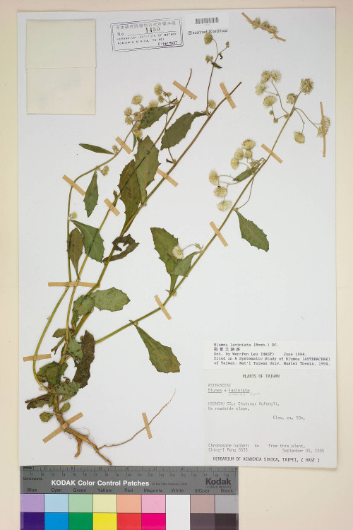 Blumea laciniata (Roxb.) DC._標本_BRCM 4784