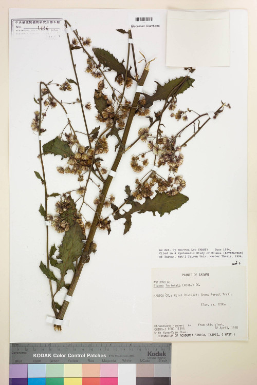 Blumea laciniata (Roxb.) DC._標本_BRCM 4885