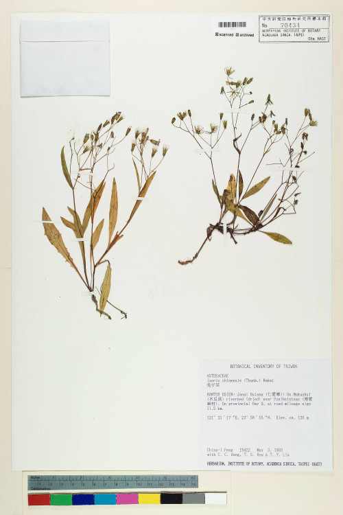 Ixeris chinensis (Thunb.) Nakai_標本_BRCM 7425