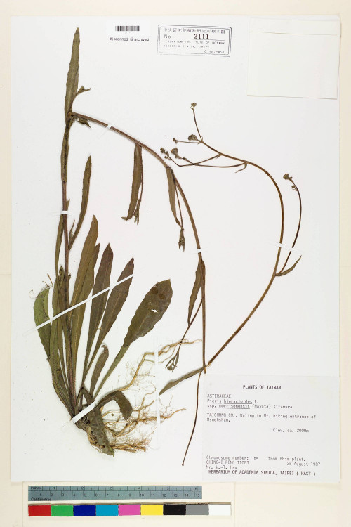 Picris hieracioides L. subsp. morrisonensis (Hayata) Kitam._標本_BRCM 7018