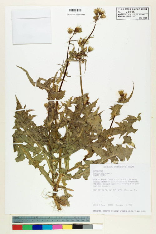 Sonchus oleraceus L._標本_BRCM 7418