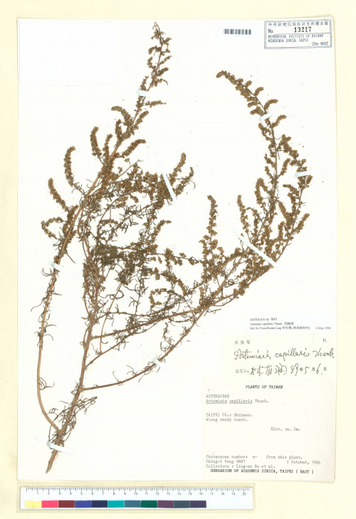 Artemisia capillaris Thunb._標本_BRCM 6875