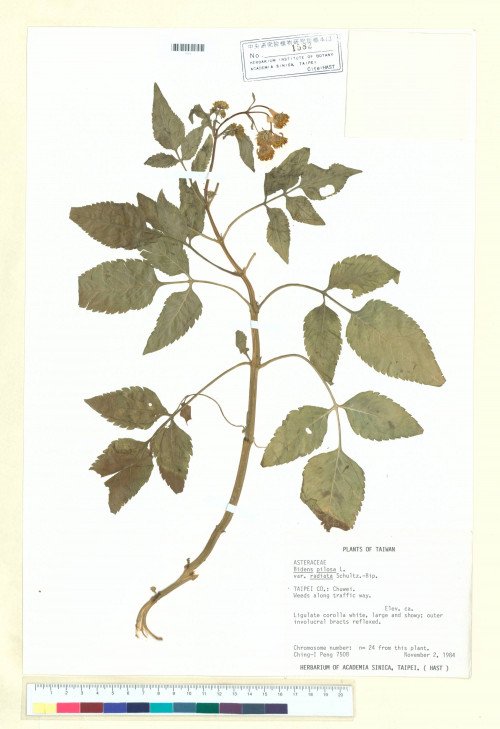 Bidens pilosa L. var. minor (Blume) Sherff_標本_BRCM 6340