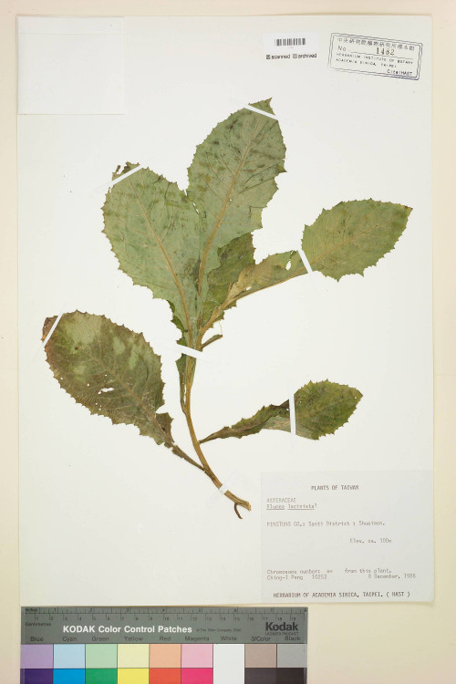 Blumea laciniata (Roxb.) DC._標本_BRCM 4834