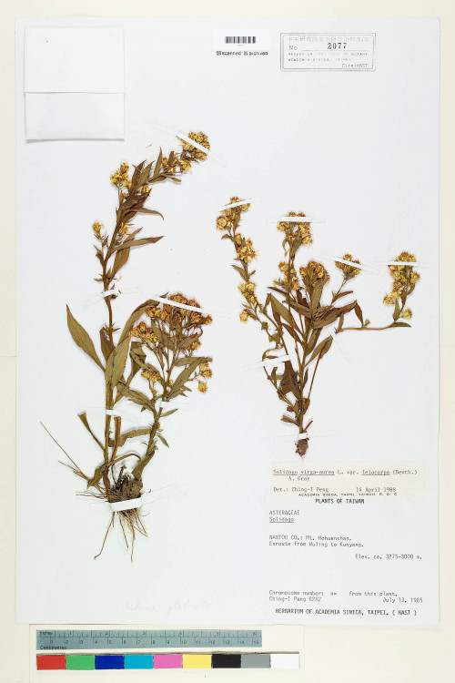 Solidago virgaurea L. var. leiocarpa (Benth.) A. Gray_標本_BRCM 6708