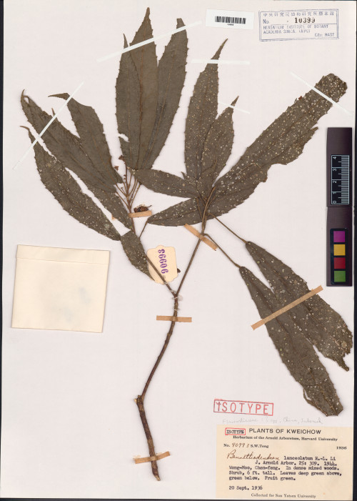 Bennettiodendron lanceolatum標本_BRCM 101