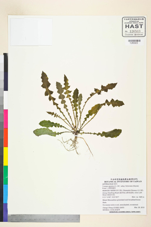 Youngia japonica (L.) DC. subsp. monticola Koh Nakam. & C.I Peng_標本_BRCM 5534