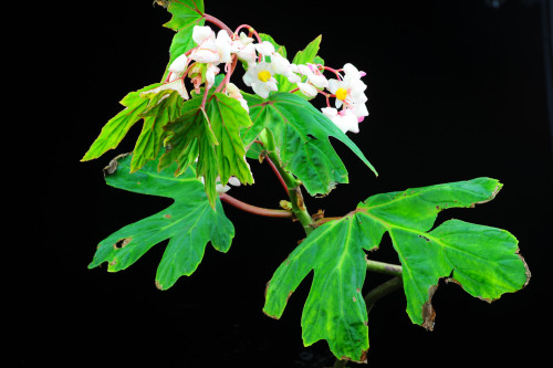 Begonia aconitifolia A.DC.