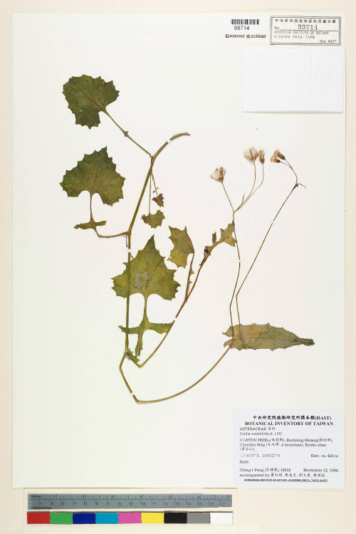 Emilia sonchifolia (L.) DC._標本_BRCM 5233
