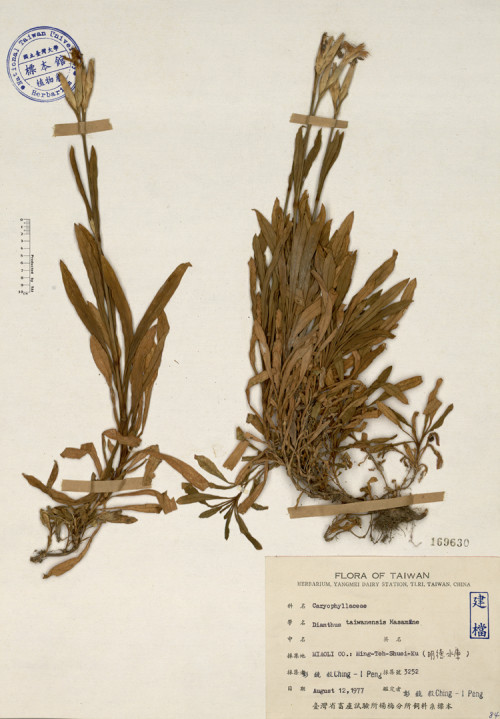 Dianthus taiwanensis Masam._標本_BRCM 4090