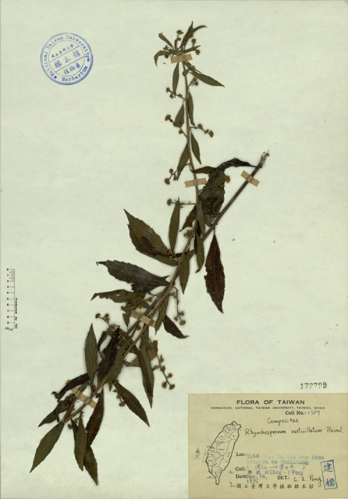 Rhynchospermum verticillatum Reinw._標本_BRCM 4346