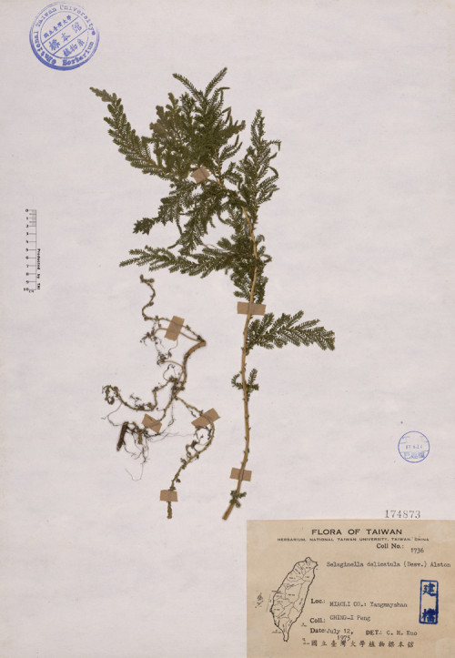 Selaginella delicatula (Desv.) Alston_標本_BRCM 4461