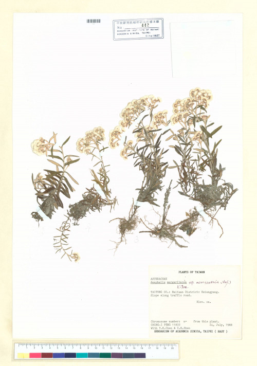 Anaphalis margaritacea (L.) Benth. & Hook. f. subsp. morrisonicola (Hayata) Kitam._標本_BRCM 7138