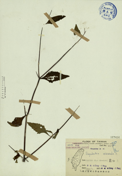 Siegesbeckia orientalis L._標本_BRCM 3928