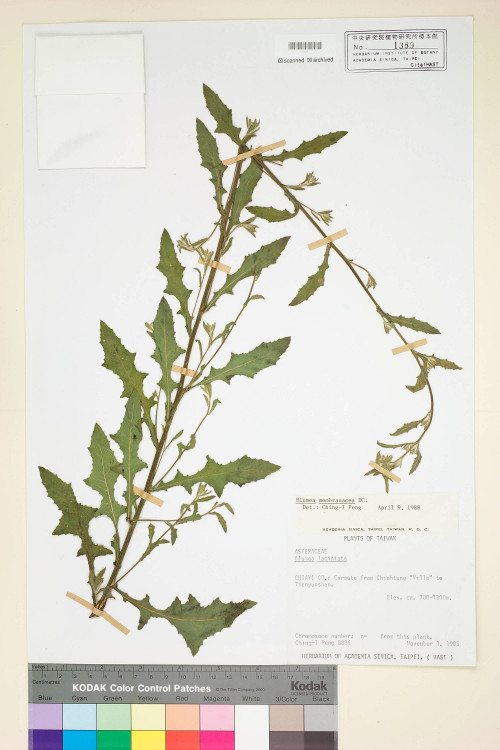 Blumea membranacea DC._標本_BRCM 4800