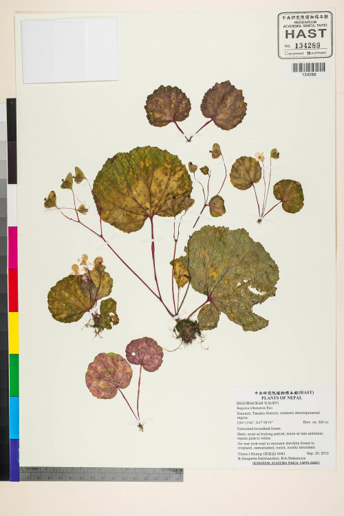Begonia tribenensis標本_BRCM 2693
