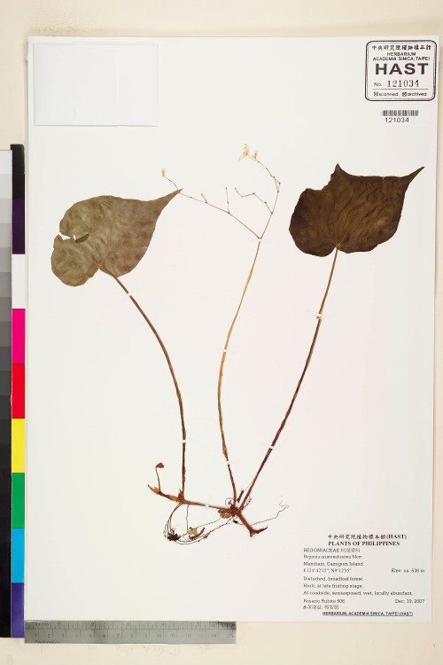 Begonia acuminatissima標本_BRCM 2284