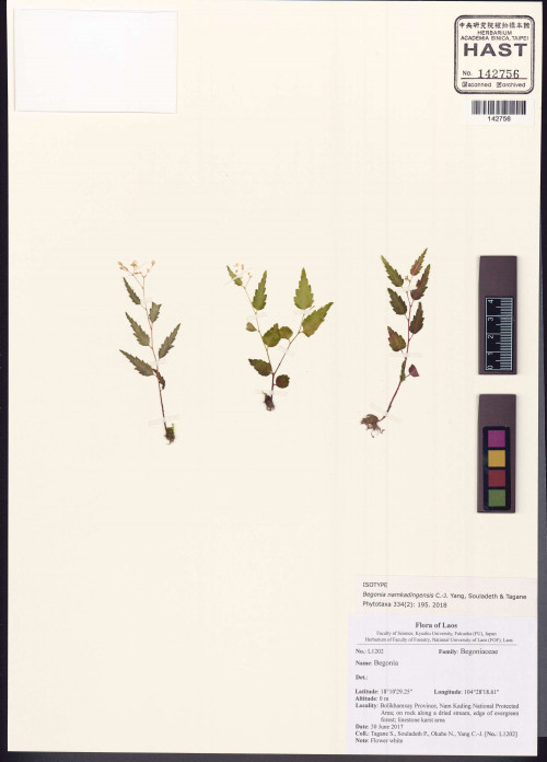 Begonia namkadingensis標本_BRCM 2937