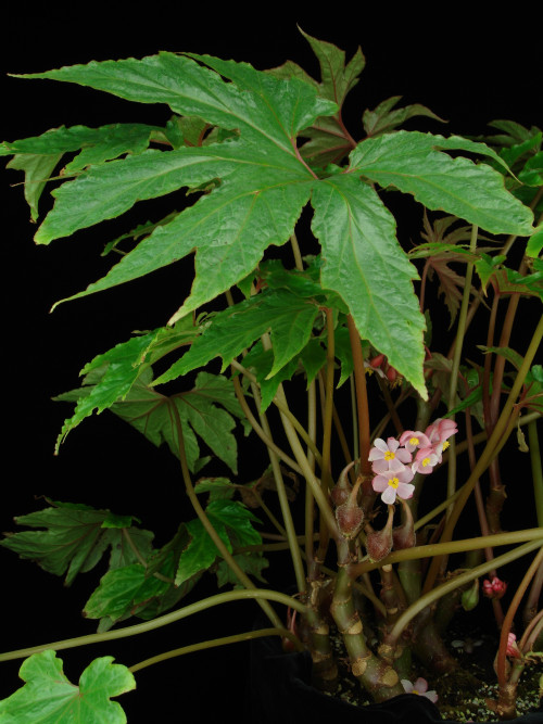 Begonia obovoidea Craib