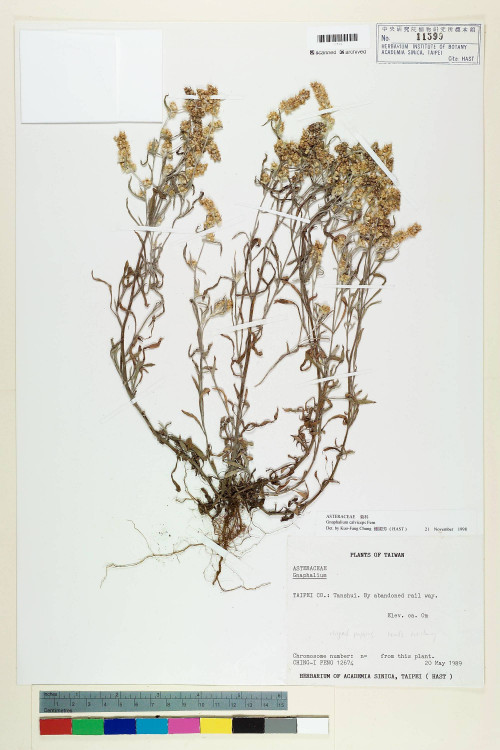 Gnaphalium calviceps Fernald_標本_BRCM 5618