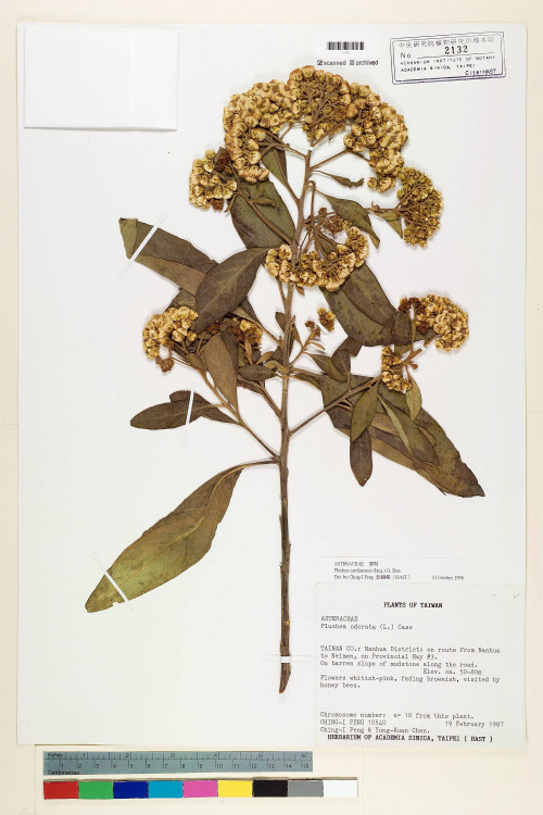Pluchea carolinensis (Jacq.) G. Don_標本_BRCM 5927