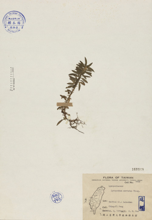Lycopodium serratum Thunb._標本_BRCM 4048