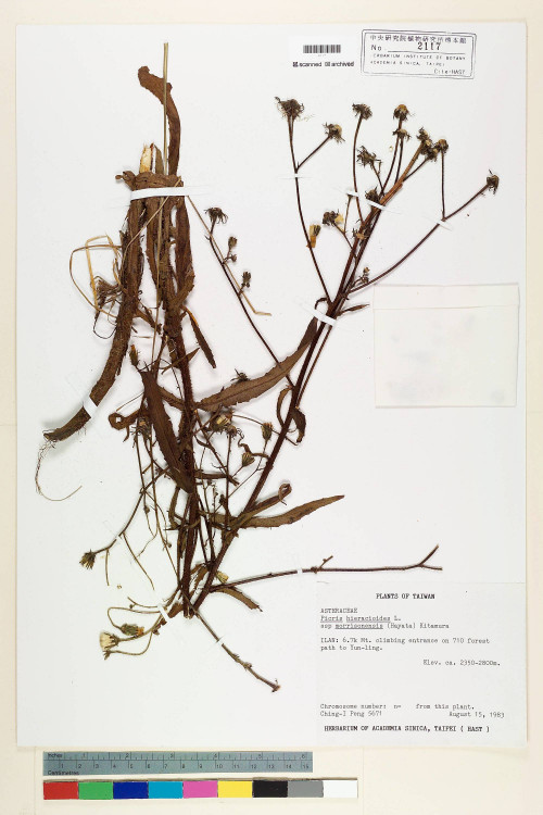 Picris hieracioides L. subsp. morrisonensis (Hayata) Kitam._標本_BRCM 6422